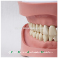 Standard K Type Removable Teeth Dental Anatomical Model 13004